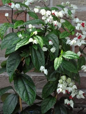 Clerodendrum thomsoniae