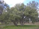 Cordia sinensis