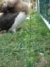 Lepidium virginicum