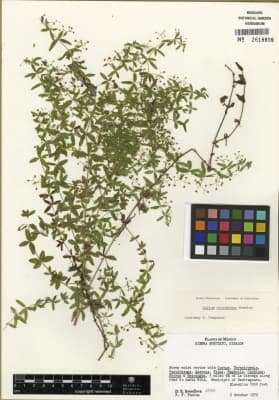 Galium orizabense