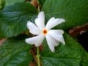 Nyctanthes arbor-tristis