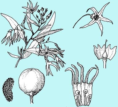 Duboisia leichhardtii