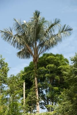 Astrocaryum chambira