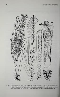 Calamus aidae