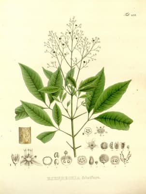 Esenbeckia febrifuga