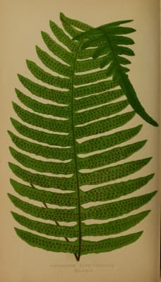 Polypodium plebeium