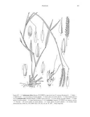 Ischaemum ciliare