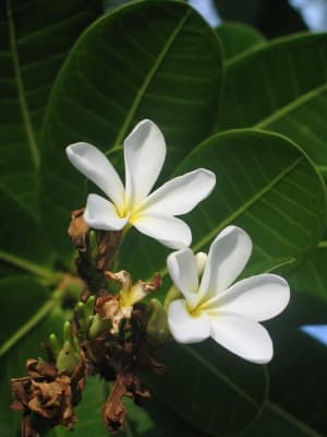 Himatanthus drasticus