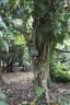 Dendrocnide stimulans