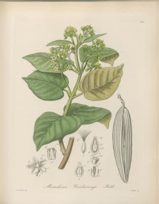 Marsdenia cundurango