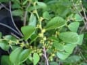 Bridelia pervilleana