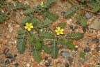 Tribulus terrestris