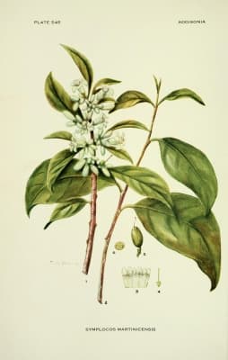 Symplocos martinicensis