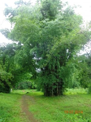 Dendrocalamus membranaceus