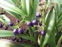 Dianella sandwicensis