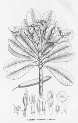 Himatanthus phagedaenicus