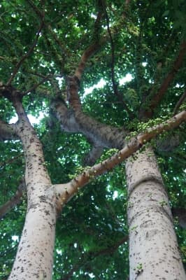 Ficus variegata