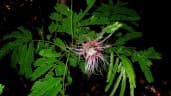 Albizia pedicellaris