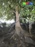 Xylocarpus moluccensis