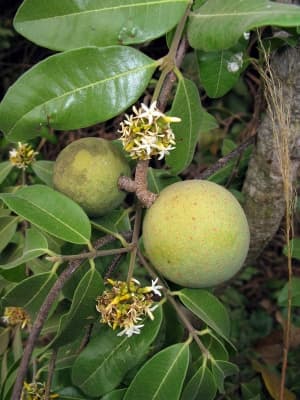 Landolphia kirkii