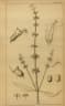 Syncolostemon bracteosus