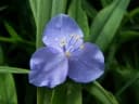 Commelina tuberosa