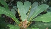 Agrostistachys borneensis