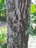 Peronema canescens