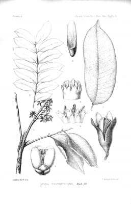 Lovoa swynnertonii