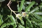 Albizia niopoides
