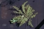 Polyscias murrayi