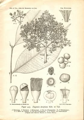 Syzygium decipiens