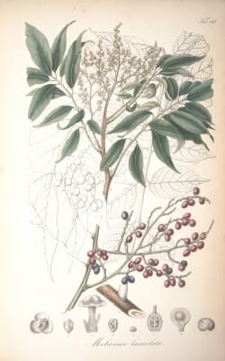 Meliosma lanceolata
