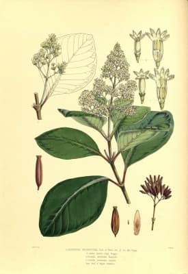 Cinchona micrantha