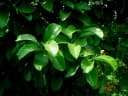 Dillenia excelsa