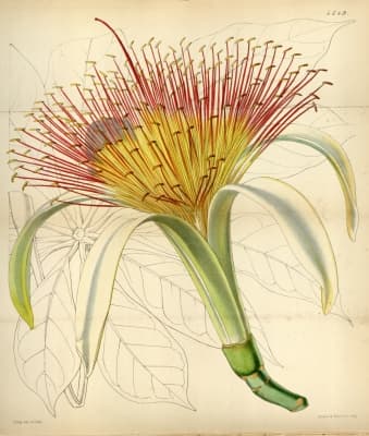 Pseudobombax longiflorum