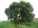 Dalbergia sissoo