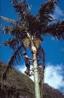Ceroxylon alpinum