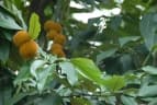 Diospyros eriantha