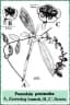 Pouzolzia pentandra