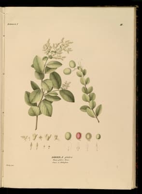 Dobera glabra