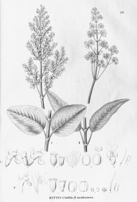 Hyptidendron asperrimum
