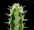 Euphorbia quadrangularis