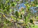 Conocarpus erectus