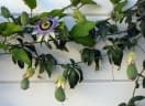 Passiflora caerulea