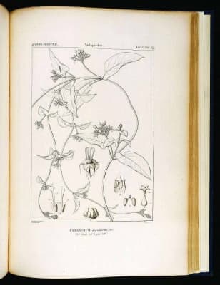 Cynanchum abyssinicum