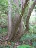 Thespesia grandiflora