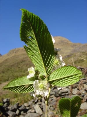 Rubus floribundus