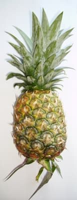 Ananas comosus