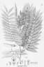 Machaerium villosum
